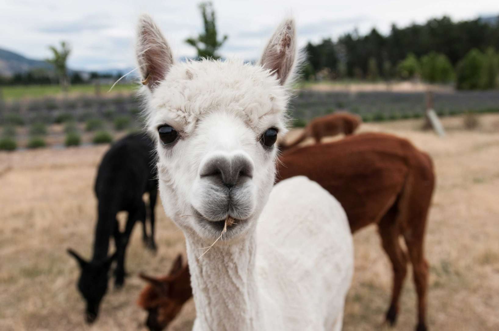 white alpaca looking at camera