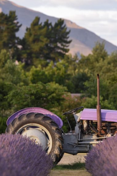 A Lavender field at the Wanaka Lavender farm with a purple tractor sitting in the field and trees and a mountain in the background.