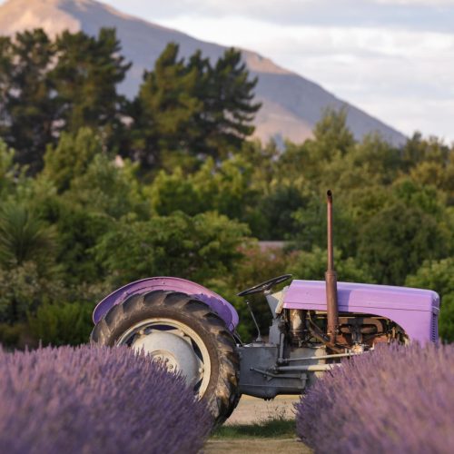  Wānaka Lavender Farm thumbnail